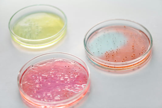 Three petri dishes with colorful gel-like substances.
